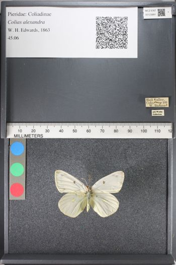 Media type: image;   Entomology 123881